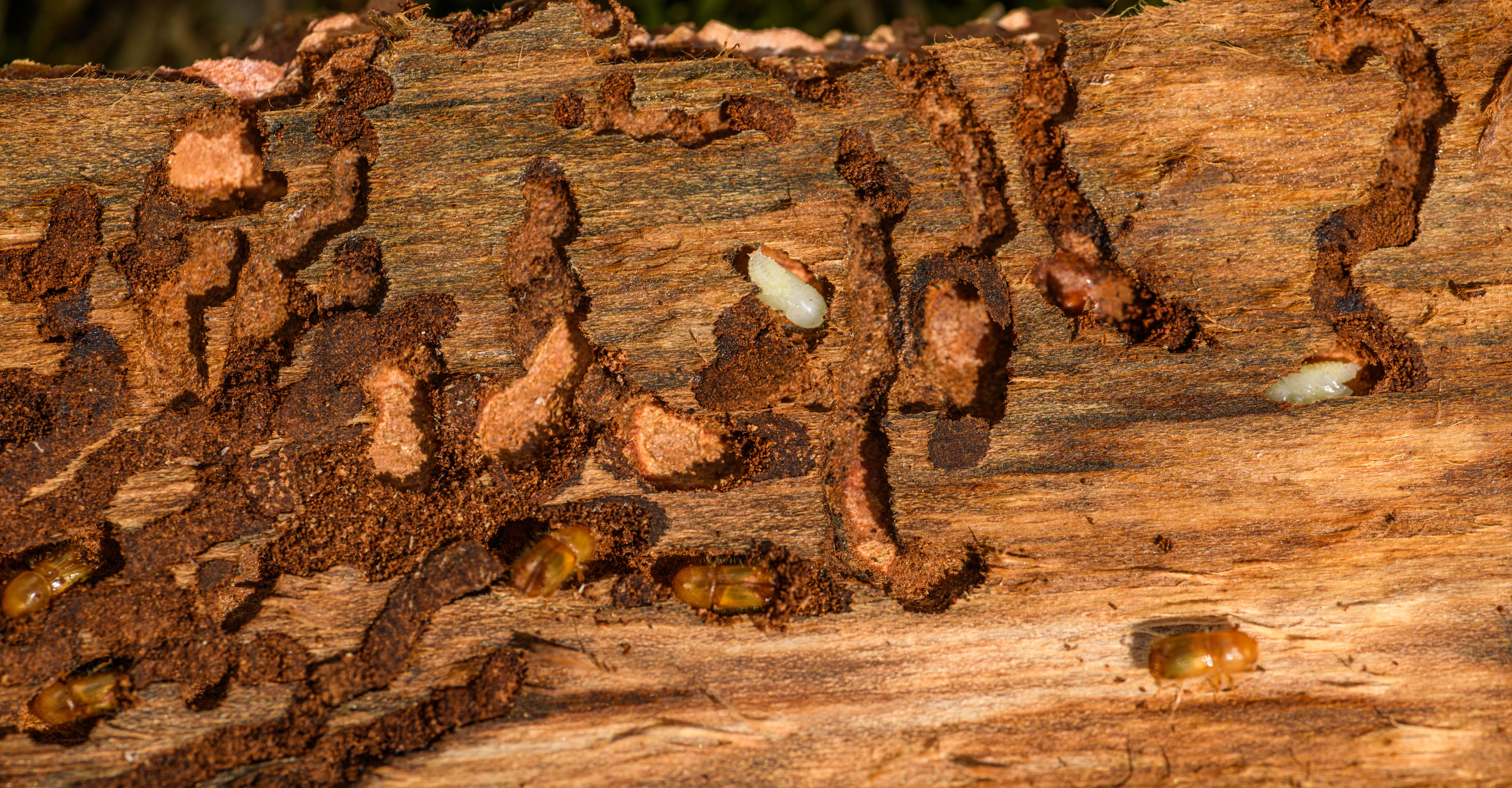Close-up of termite activity and timber damage